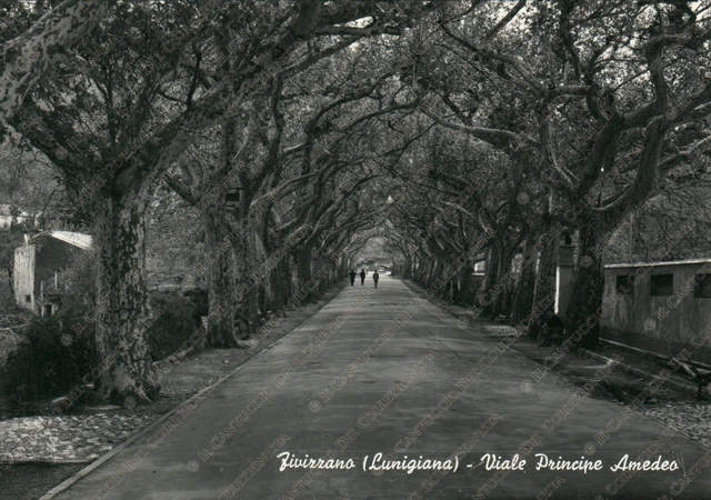 1959 FIVIZZANO Lunigiana Viale Principe Amedeo Massa Carrara Cartolina