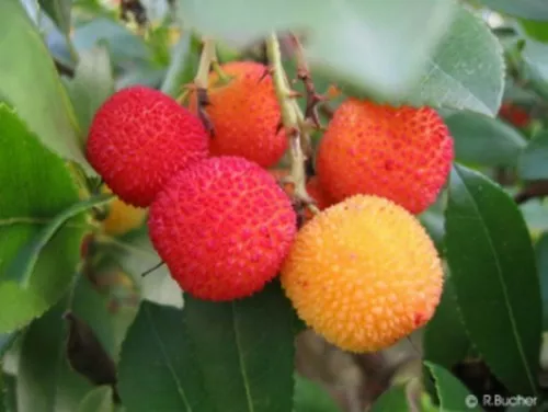 SAMEN ERDBEERBAUM das ganze Jahr eigene Erdbeeren ernten !