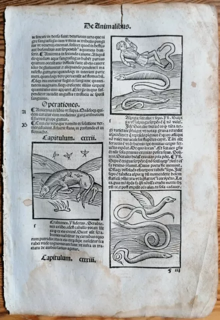 Original Post Inkunabel-Blatt Hortus Sanitatis Affe Venedig 1511