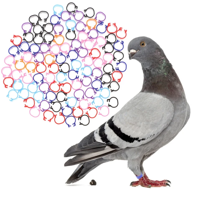 4 PZ GABBIE per uccellini per parrocchetti ciotole nido piccione uova