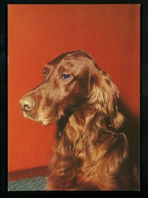 Dog puppy chrome postcard Irish Setter