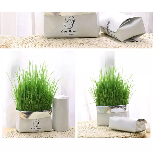 Soilless Bio Catgrass hierba para gatos snack kit de cultivo hierba para gatos plantas LTKX 3