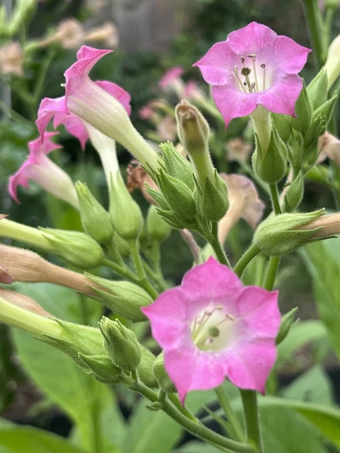 does tobacco have any medicinal uses Programs