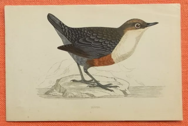 DIPPER Wasseramsel Amsel Lithographie  1860  F. O.  Morris Ornithologie