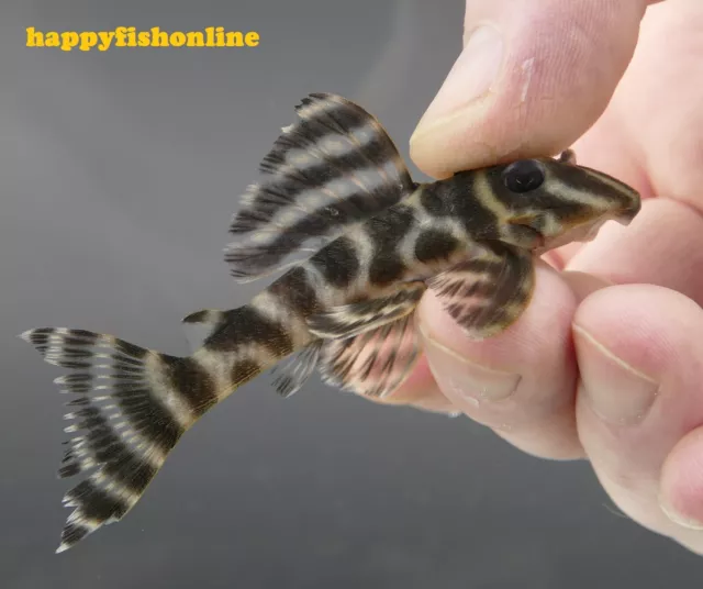 Really Nice L199 Colombian Yellow Zebra Pleco! - Unsexed Young Adult! 6-8 Cm