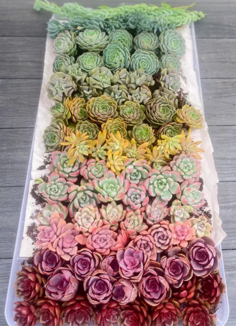 COLOURFUL rainbow Succulents With Roots -FREE SHIPPING