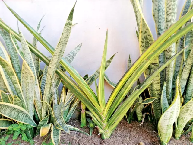 Très rare *Sansevieria ehrenbergii variegata* plante panachée * bouture