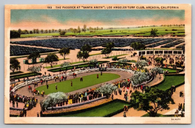 Vintage Postcard CA Arcadia Paddock Santa Anita LA Turf Club Horse Race ~7343
