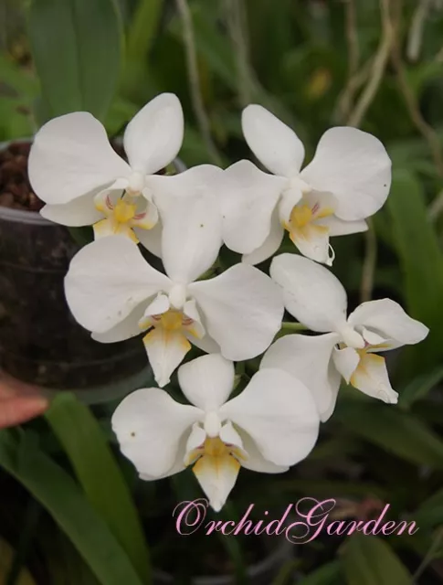 Orchid Orchidee Phalaenopsis aphrodite × sib, flowering (6 Pr)