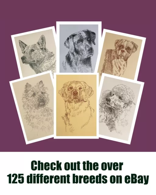 BOUVIER des FLANDRES DOG BREED ART PORTRAIT PRINT #93 Kline adds dog name free. 3