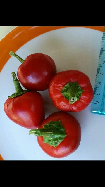 Semi Peperone Tondo Piccante Calabrese - Confezione Da 100 Semi Per Orto - Foto 8