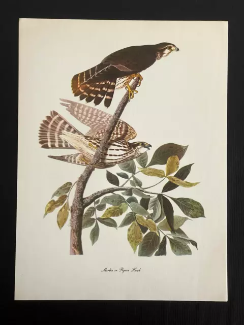 Audubon Print MERLIN or PIGEON HAWK Roger Tory Peterson Vintage 9x12 Lithograph