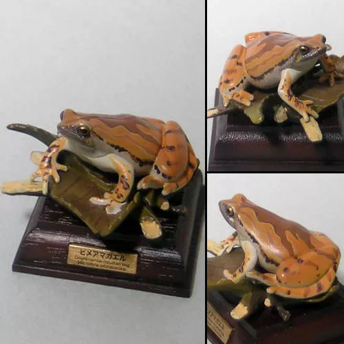 Nature Techni Colour capsule"Ornate narrow-mouthed frog