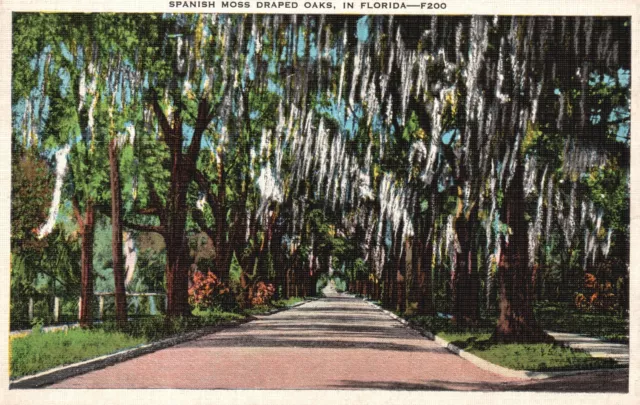 Vintage Postcard 1936 Spanish Moss Trees Draped Oaks Pathway Road in Florida FL