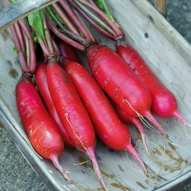 Seeds Radish Red Giant Rare Vegetable Garden NON GMO Organic Ukraine