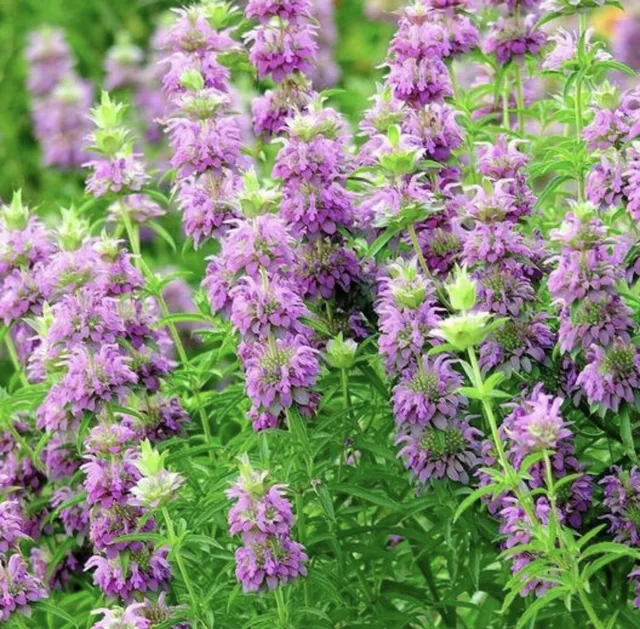 400 + LEMON MINT SEEDS-MONARDA CITRIODORA -NON GMO-Perineal