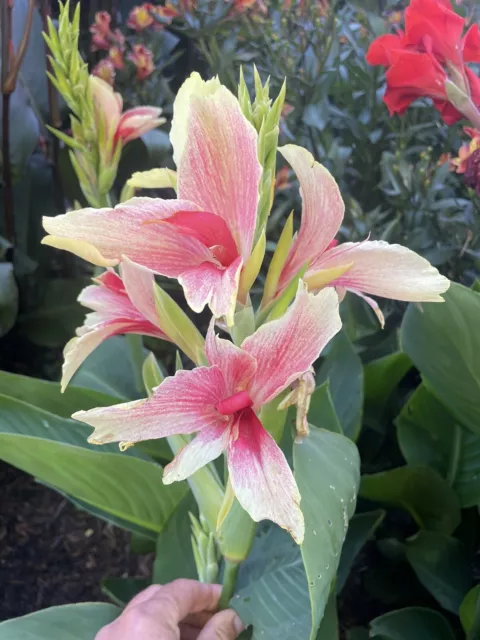 Canna Capri, striking very unusual.