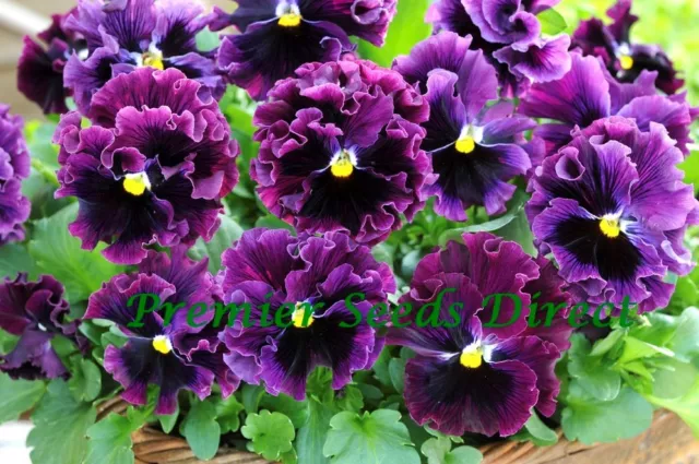 Pansy Winter Flowering Frizzle Sizzle F1 Burgundy 30 Seeds