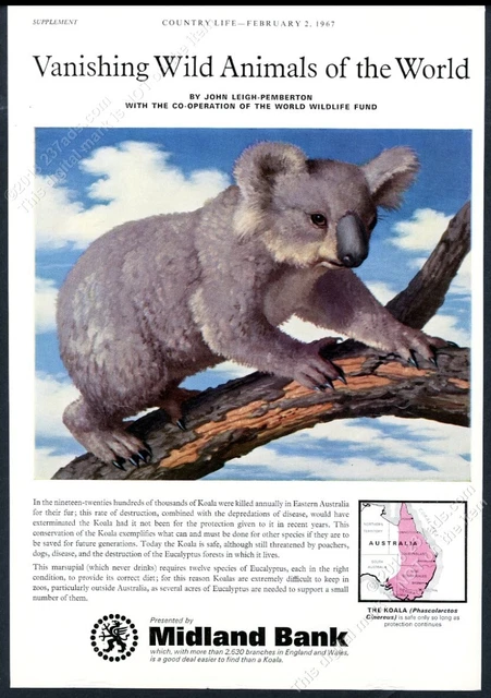 1967 koala painting by John Leigh Pemberton Midland Bank UK vintage print ad