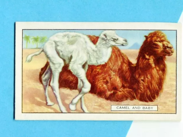 1937 Gallaher's Cigarettes Wild Animals Card #20 The Camel and Baby