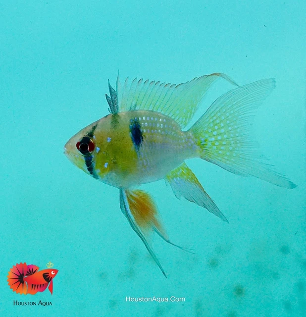 1 Trio - Longfin German Blue Balloon Ram - Live Aquarium Fish - High Grade A+++