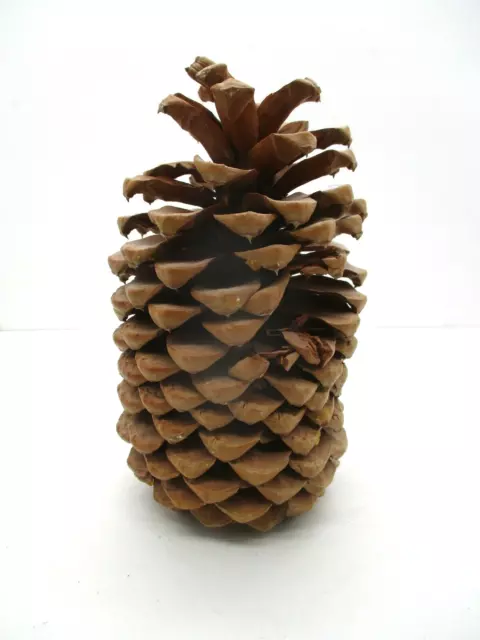 Piña grande de 8