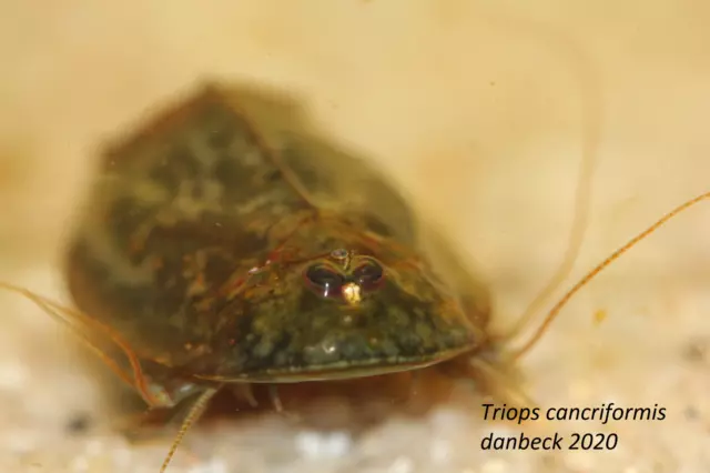 Pure Triopseier aus eigener Kultur "Triops cancriformis" ca. 100 Eier (Charge#3) 2