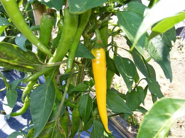 30 semi puri originali di cayenna GOLDEN- CAYENNE YELLO-CAYENNE GIALLO PICCANTE