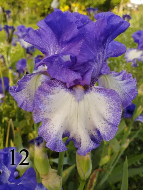 10 rizomi Iris Germanica barbata bulbi, colore viola OFFERTA! lotto fiori