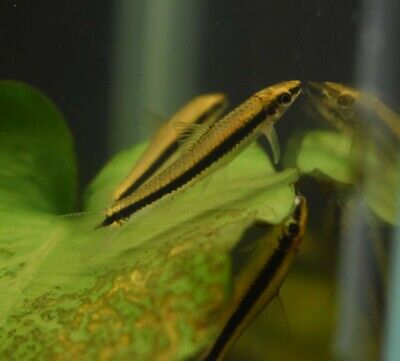Live Siamese Algae Eater 1.5" (Pack of 3 Tropical Aquarium Fish) PLS READ DESCR