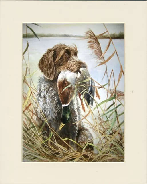 German Wirehaired Pointer Dog & Duck Dog Print Mounted Ready To Frame