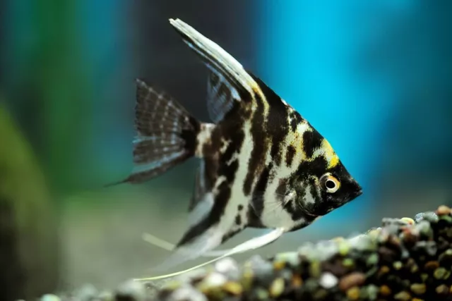 Angel Fish Mix - Peaceful Vibrant Fresh Water Aquarium Live Fish