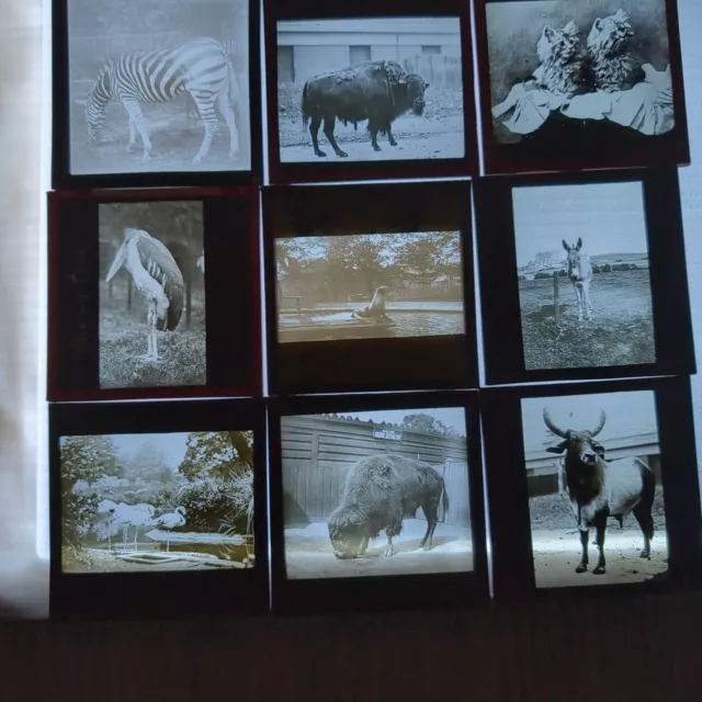 Job Lot Magic Lantern Slides X9 Animals, Zoo, Zoology