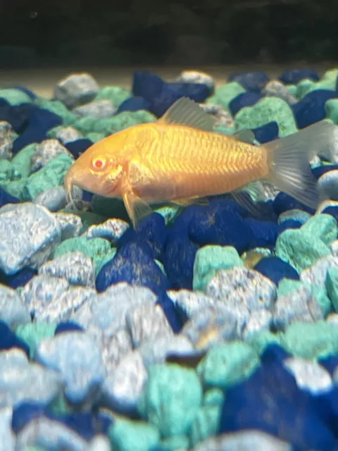 Mixed Albino,Green,Paleatus Corycats 1” 6Pack Live Fish Special Requests Welcome