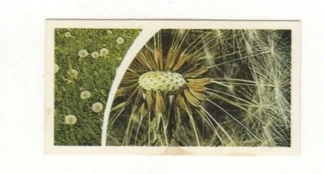 Brooke Bond Microscopic Images 1981 Dandelion Seeds