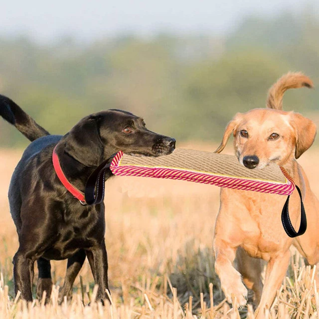 Hund Pol Spielzeug Puppy Training Spielzeug Im freien Hund Spielen Spielzeug 4