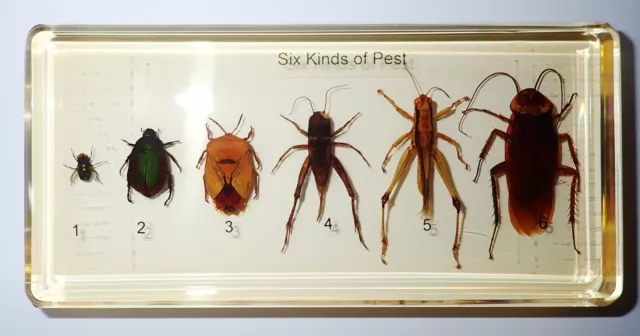 Six Kinds of Pest Insect Set in Amber Clear Block Education Real Specimen 3