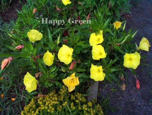 DWARF EVENING PRIMROSE YELLOW - 50 seeds - Rockery - Oenothera missouriensis 2