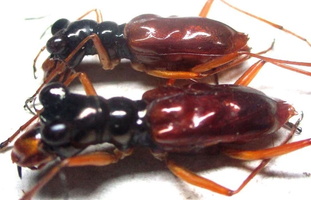 L002 SA : Cicindelidae: Therates fasciatus 2pcs. 16mm/19mm