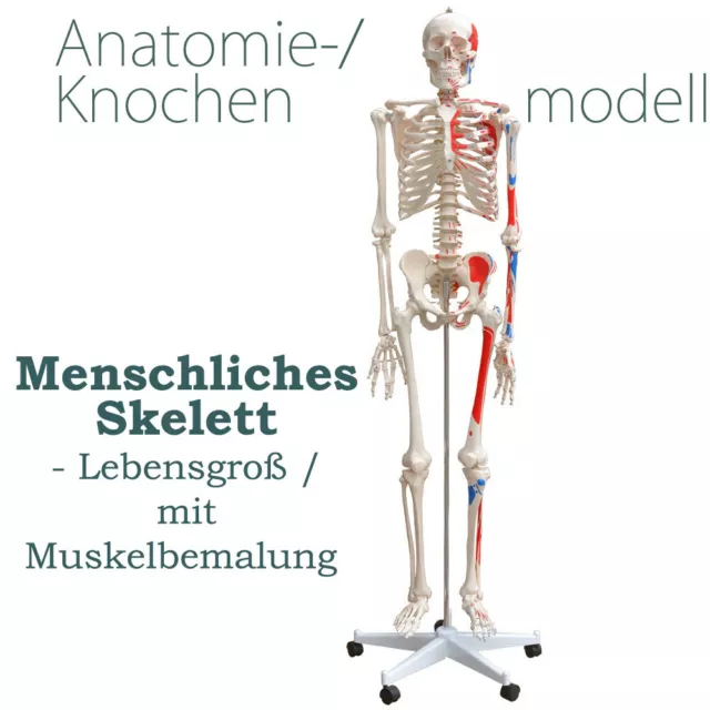 Menschliches Skelett Lebensgroß mit Bemalung Muskeln Knochen inkl. Ständer