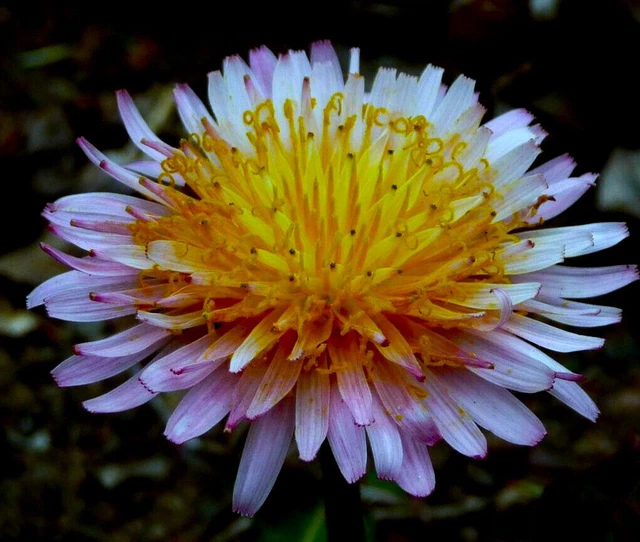 Live Pink Dandelion Plant (Taraxacum Pseudoroseum) – Super Rare, Homegrown, Pet-Safe Perennial 6 thumbnail image