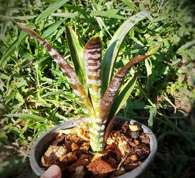 Other Home & Garden, Home & Garden - PicClick