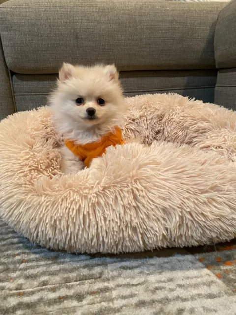 Donut, fluffy, Calming Pet Bed. Anti-Anxiety bed for small dogs and cats