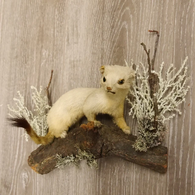 Armiño Abrigo de Invierno Preparado Longitud 24CM para Animales Taxidermy 2