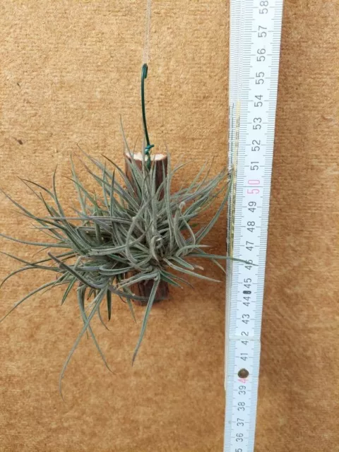 Tillandsia bandensis, aufgebunden