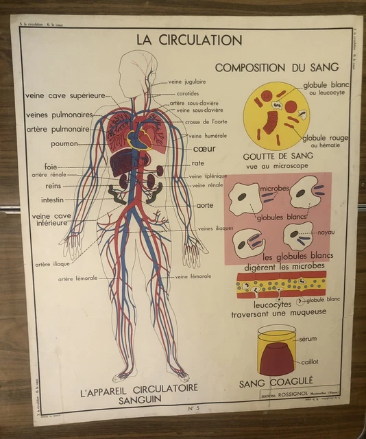 Carte d'école - affiche scolaire 1960 rossignol - algérie et afrique du