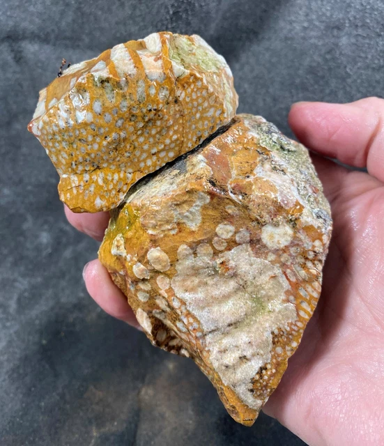 Fawn Skin Jasper Rough (2 pieces) - Arizona!