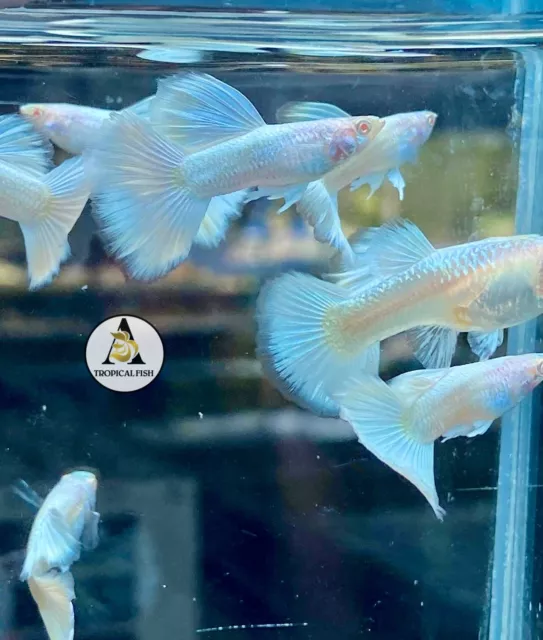 2 Male - Albino White Platinum - Live Guppy Fish High Quality Grate A++