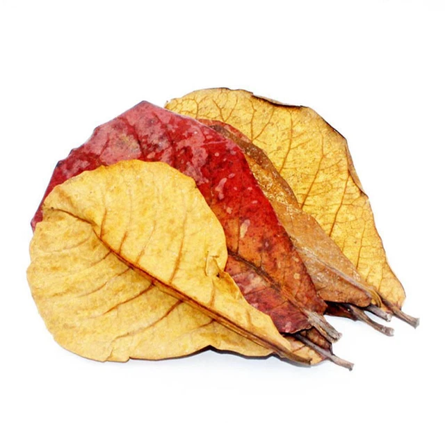 Indian Almond Catappa Leaves Fish Aquarium Improve Water Quality FAST R49C