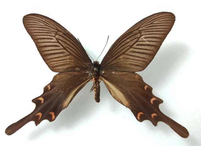 Byasa impediens male Wa-Shan Chine - A- -